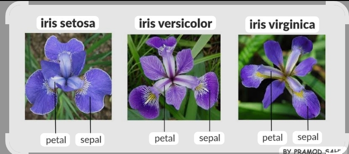 Iris Classification
